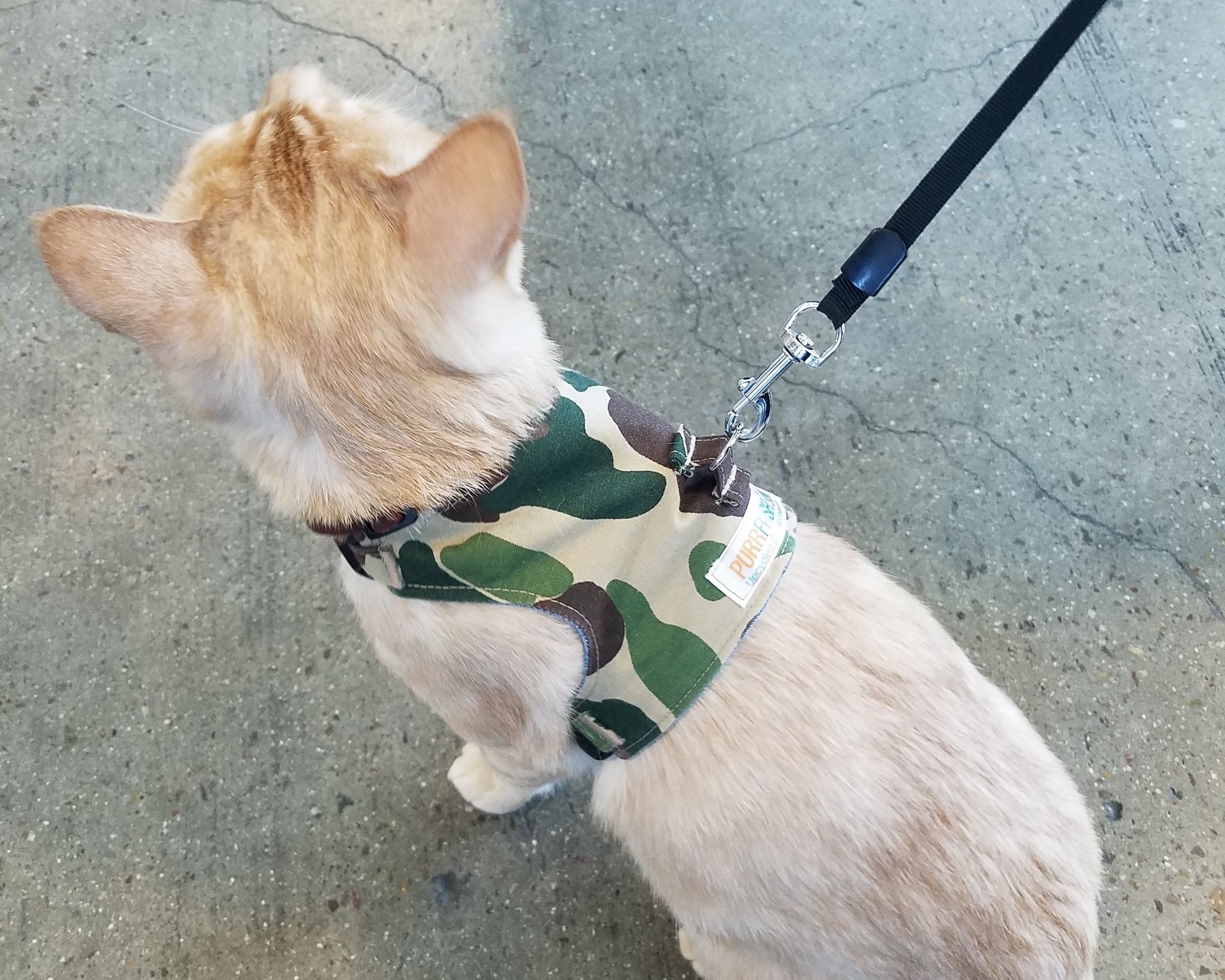 Camo cat harness online